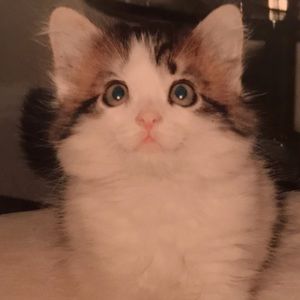 Meet your Posher, Lilly